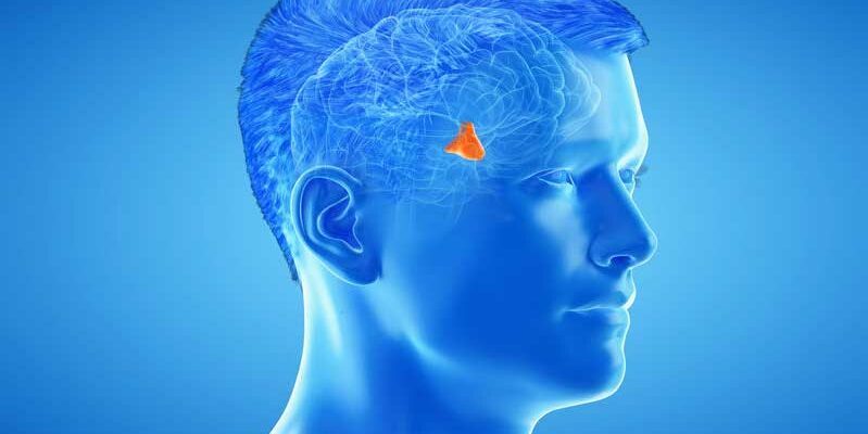 Hypothalamus